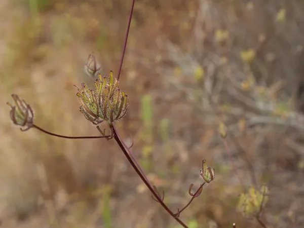 Stiffbranch Bird's Beak