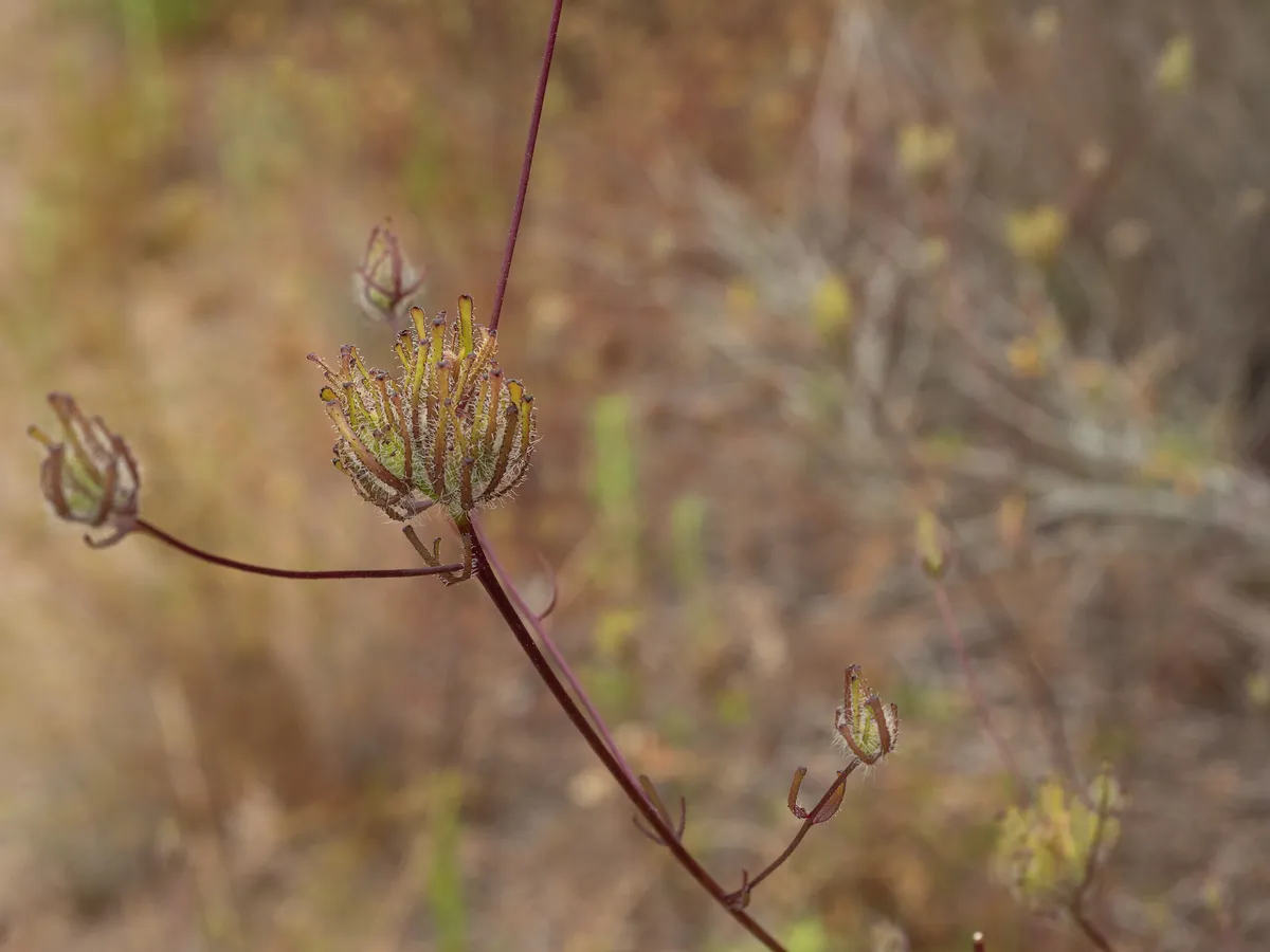 Stiffbranch Bird's Beak