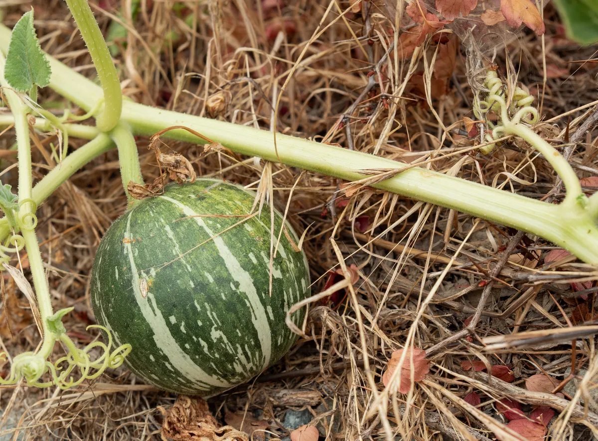 Buffalo Gourd