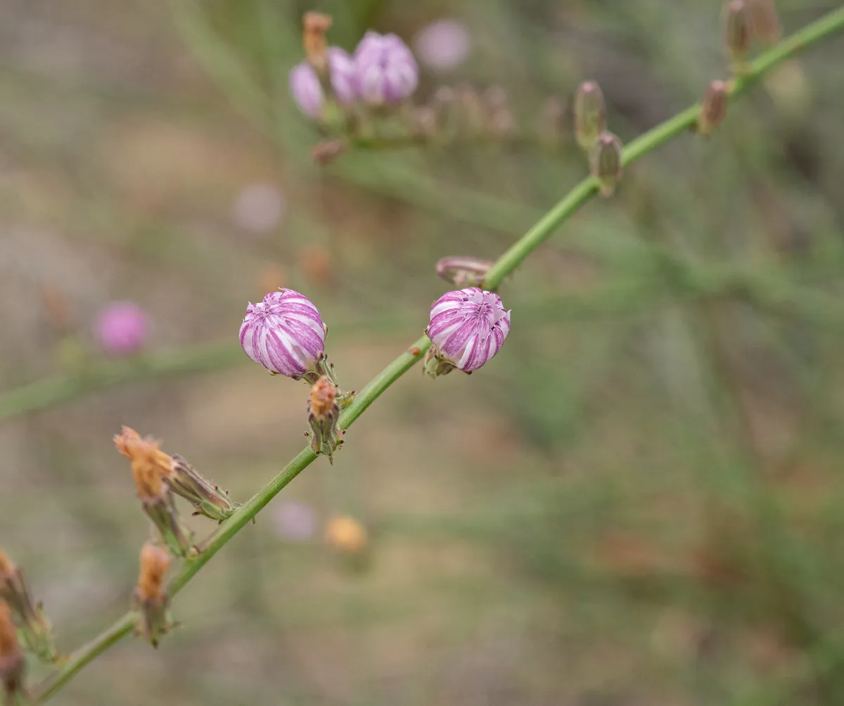 San Diego Wirelettuce