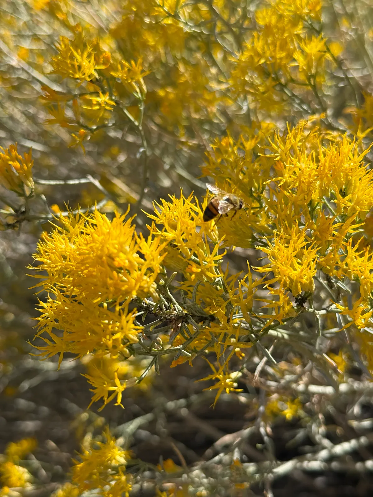 Rubber Rabbitbrush