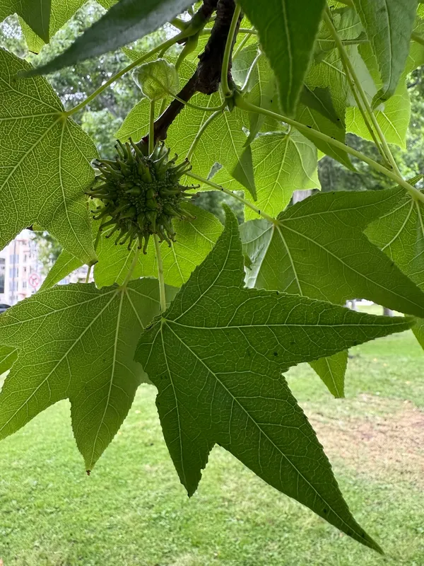 American Sweetgum