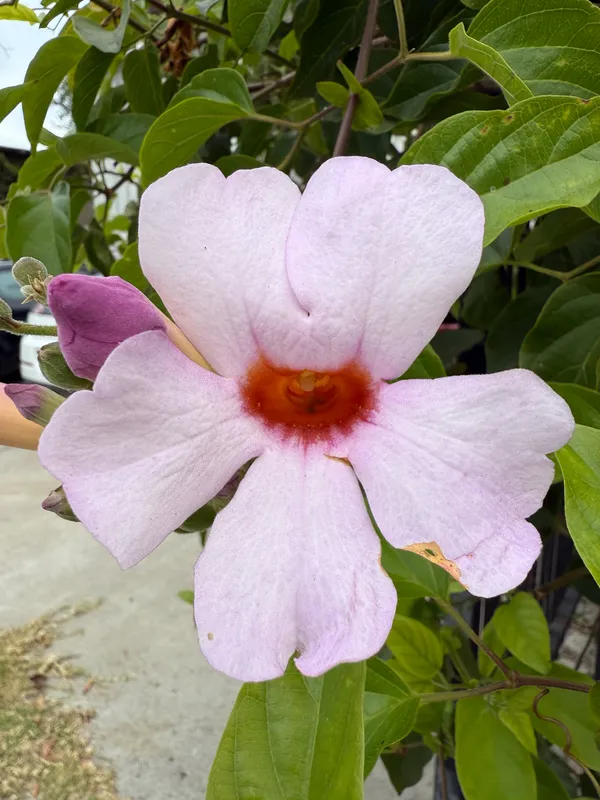 Mexican Blood Flower