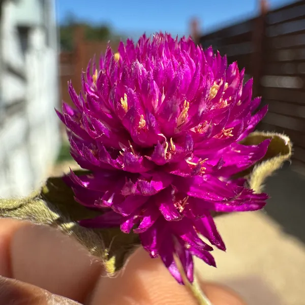 Globe Amaranth