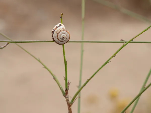 White Italian Snail