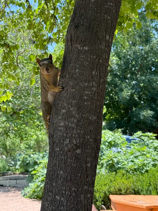 Eastern Fox Squirrel