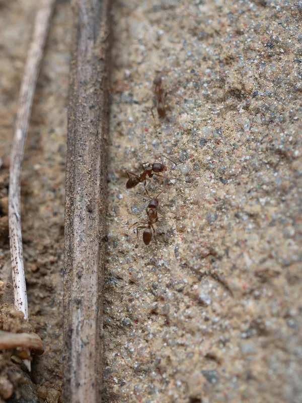 Argentine Ant