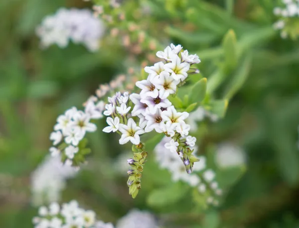 Alkali Heliotrope