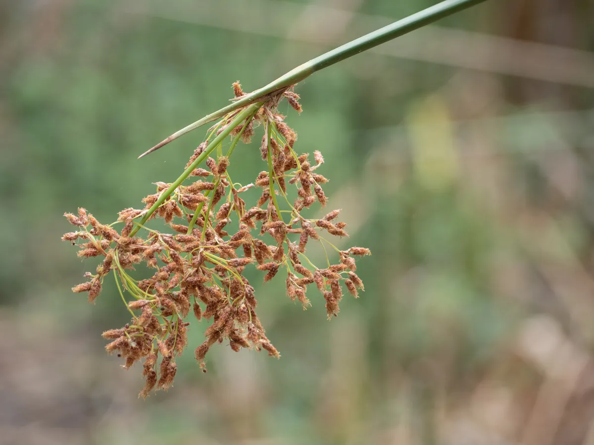 California Bulrush