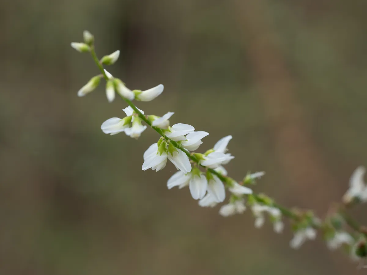 White Sweetclover