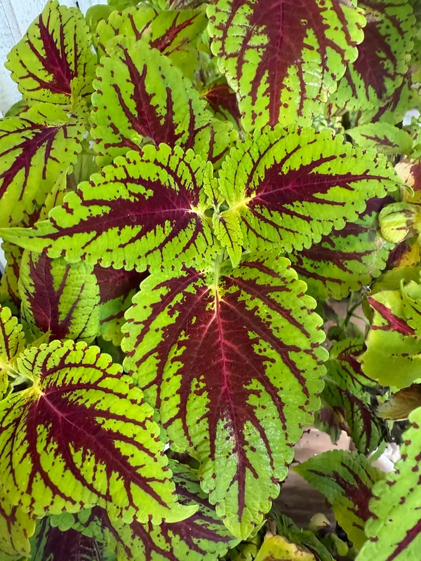 Coleus