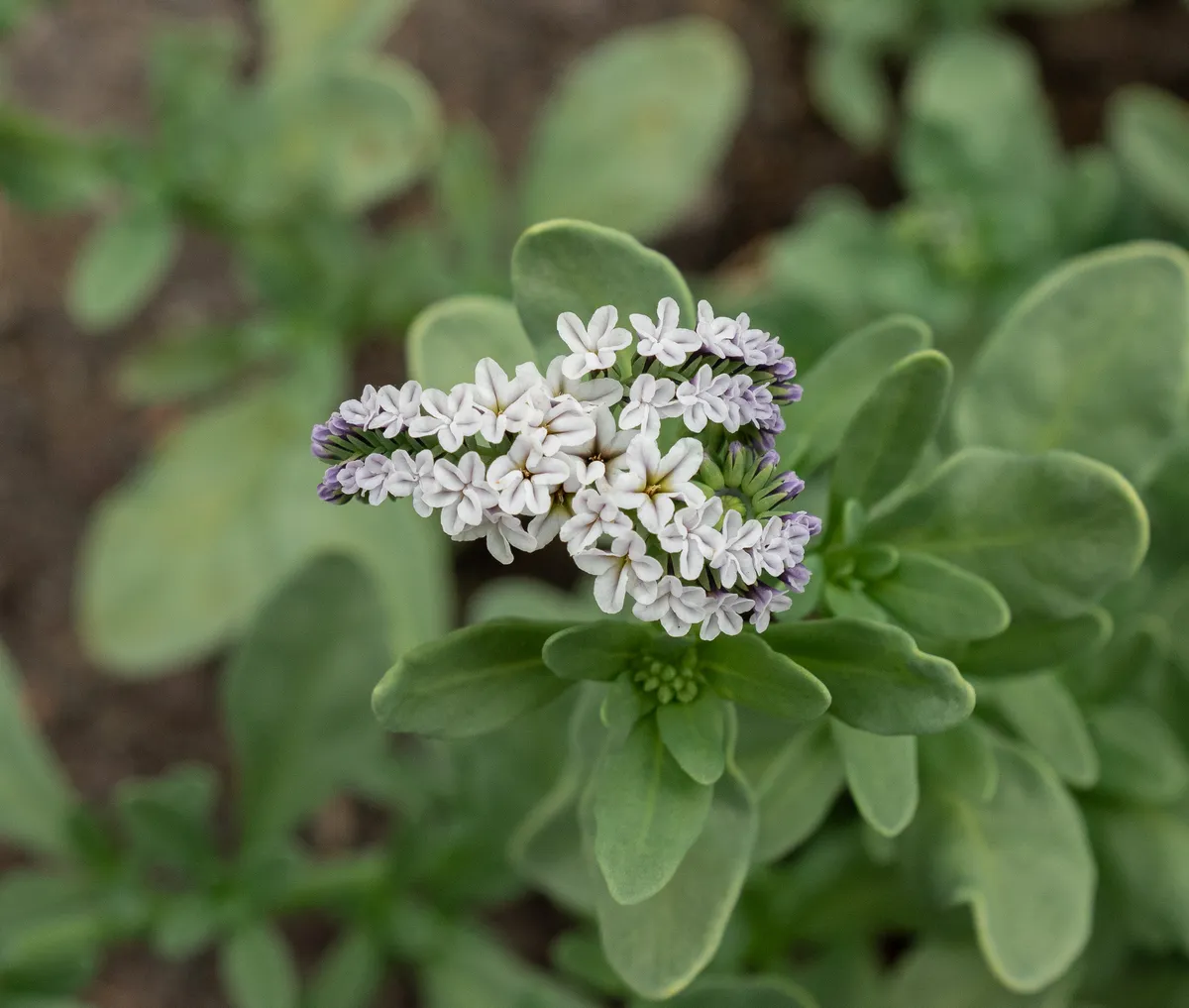 Alkali Heliotrope