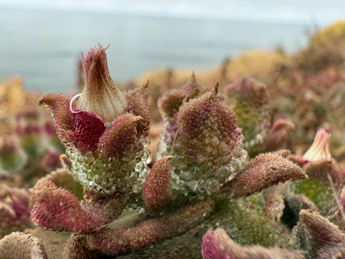 Crystalline Ice Plant