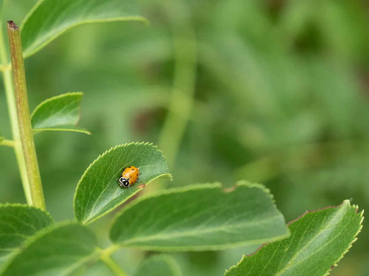 Convergent Lady Beetle