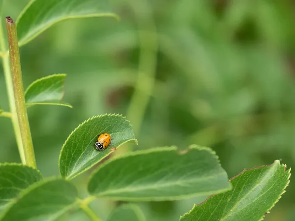 Convergent Lady Beetle