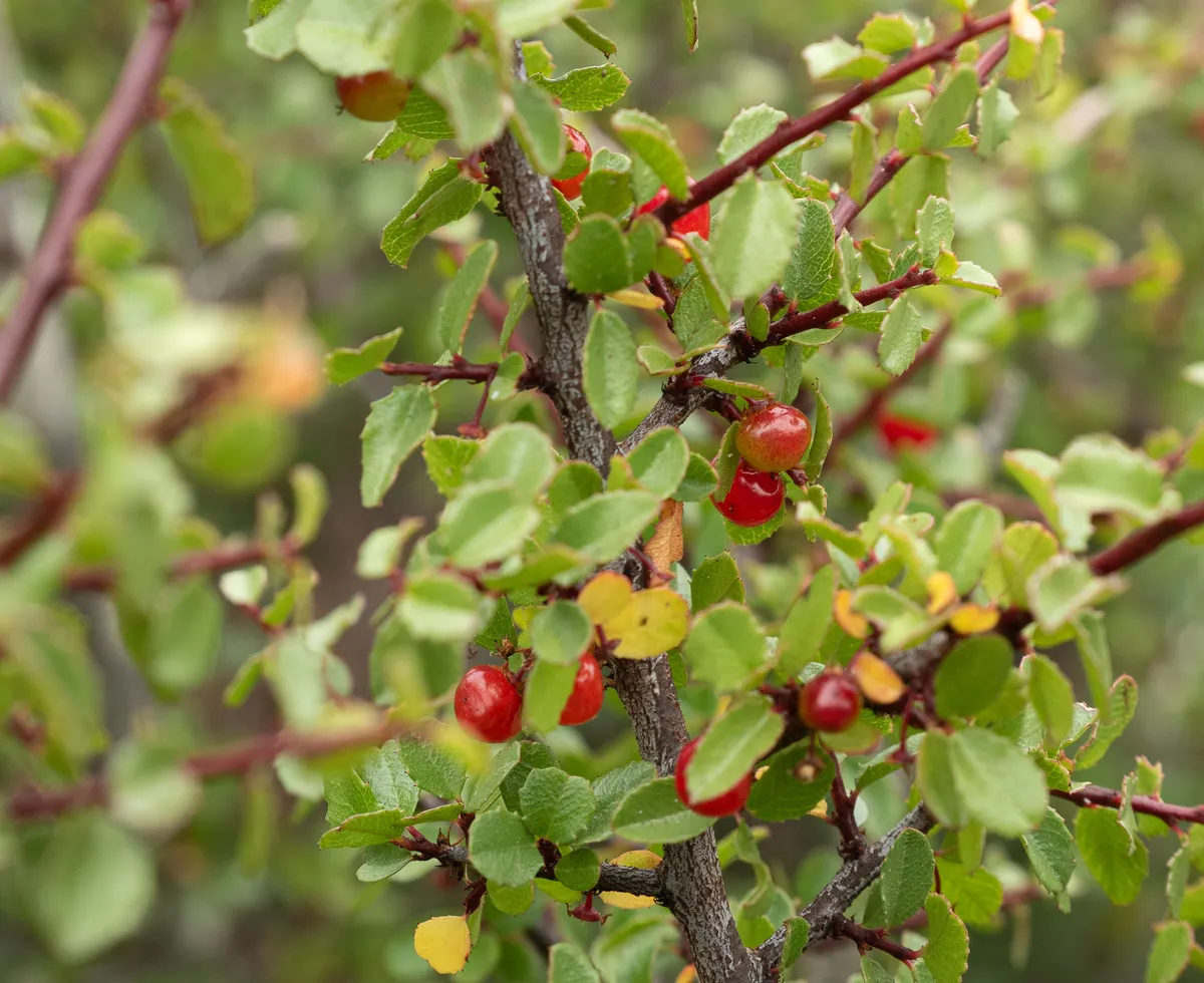Redberry Buckthorn