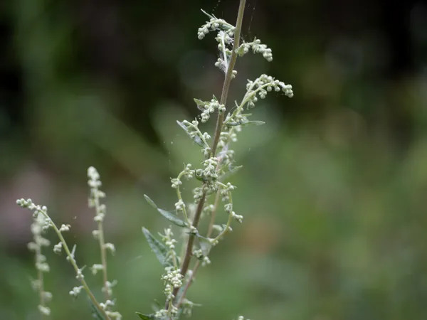 California Mugwort