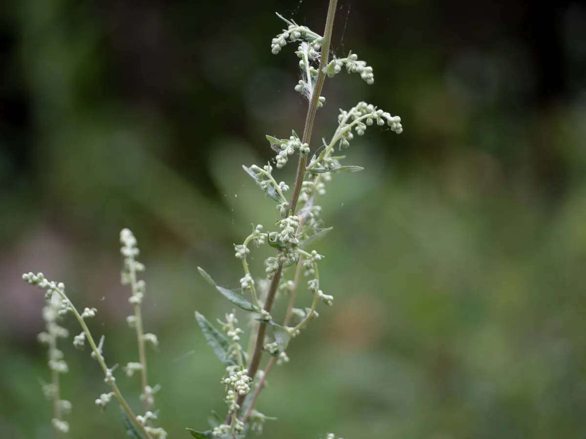 California Mugwort