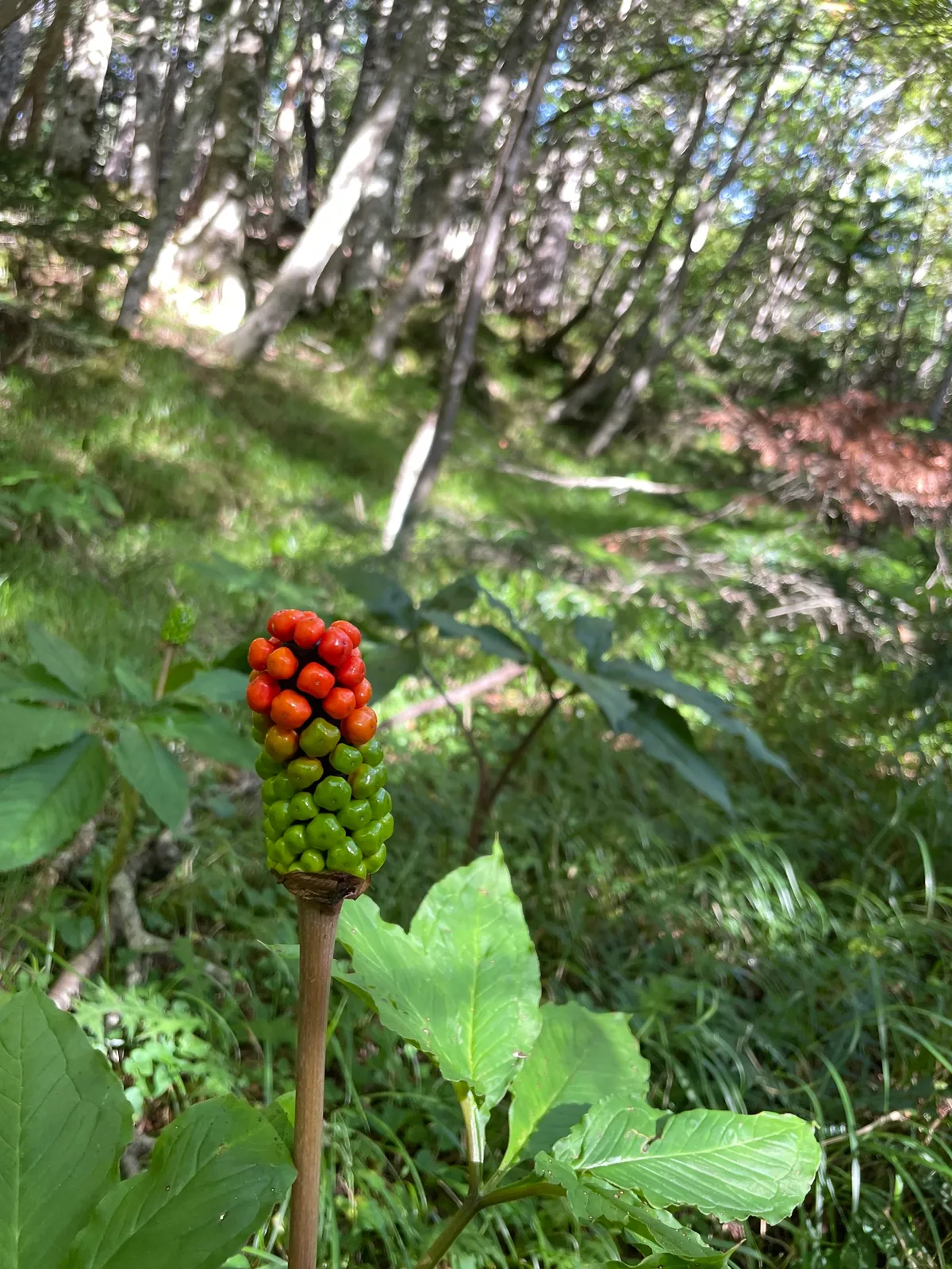 Jack In The Pulpits And Cobra Lilies