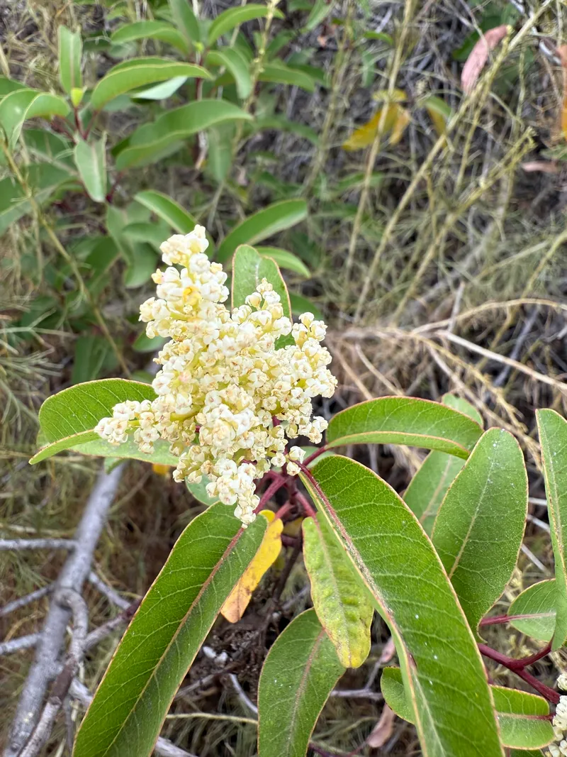Laurel Sumac - Image 2