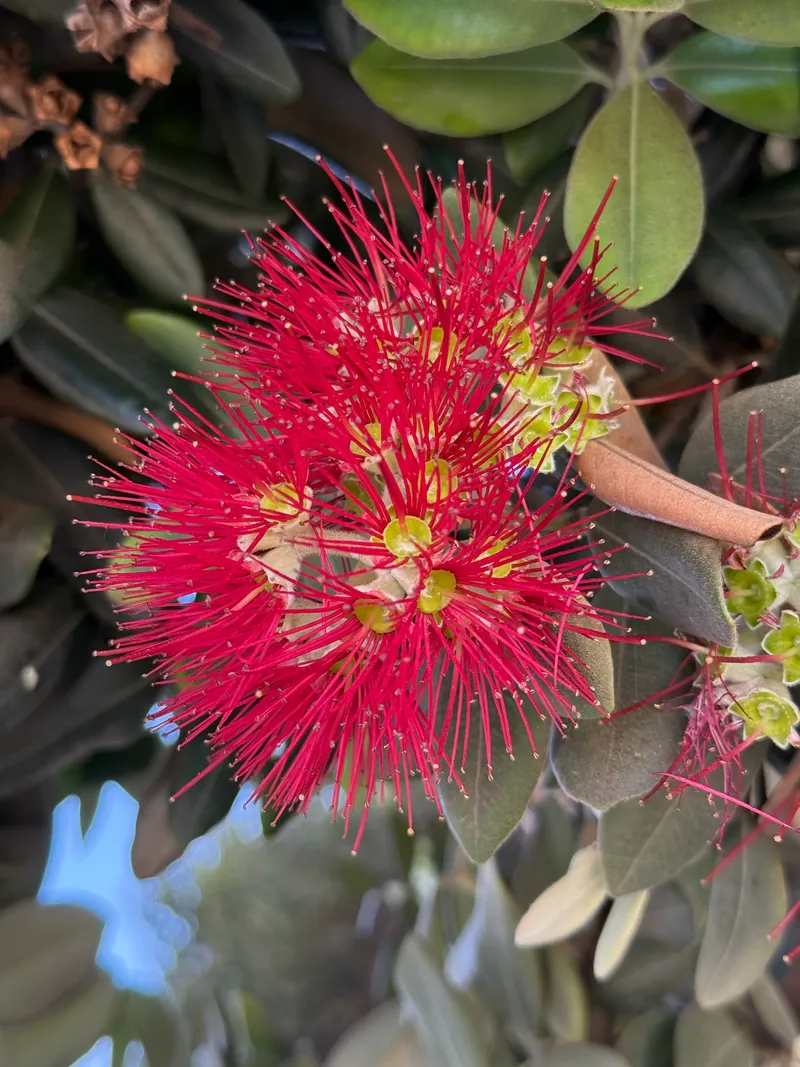 Pōhutukawa - Image 2