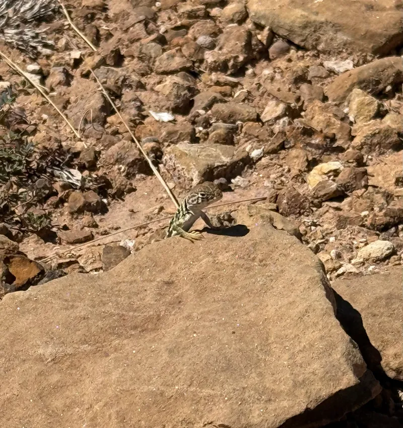 Eastern Collared Lizard - Image 2