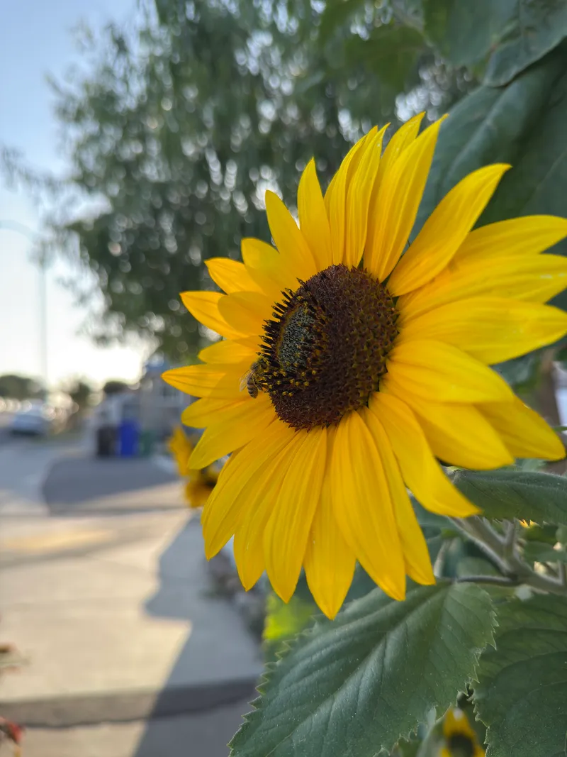 Sunflowers - Image 2