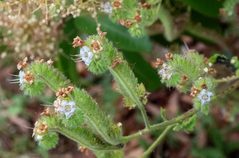 Branching Phacelia - Image 2