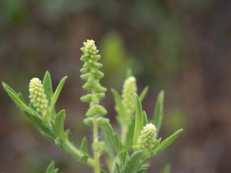 Western Ragweed - Image 2