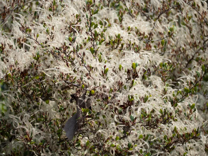 Smooth Mountain Mahogany - Image 2