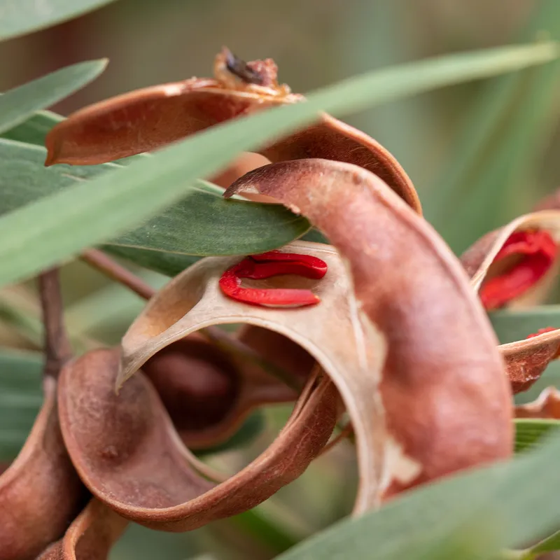 Western Coastal Wattle - Image 2