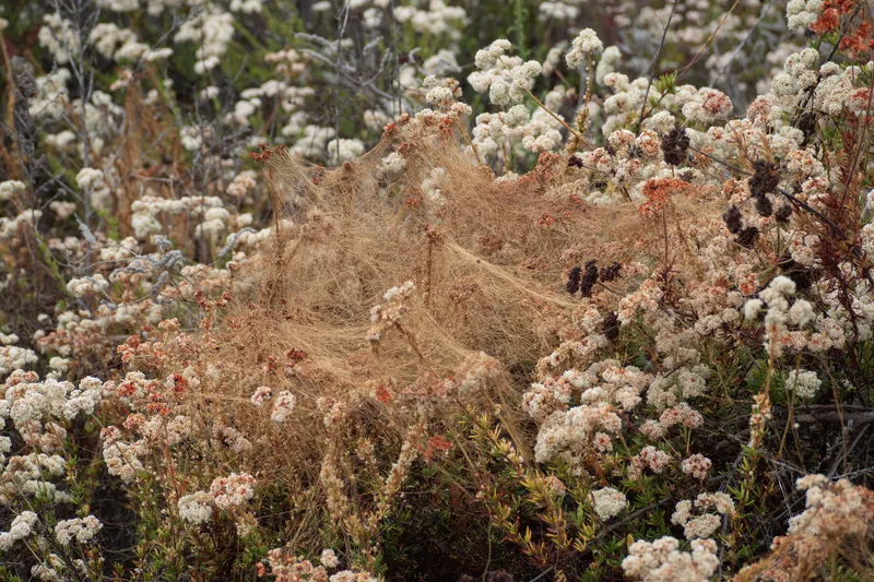 California Dodder - Image 2