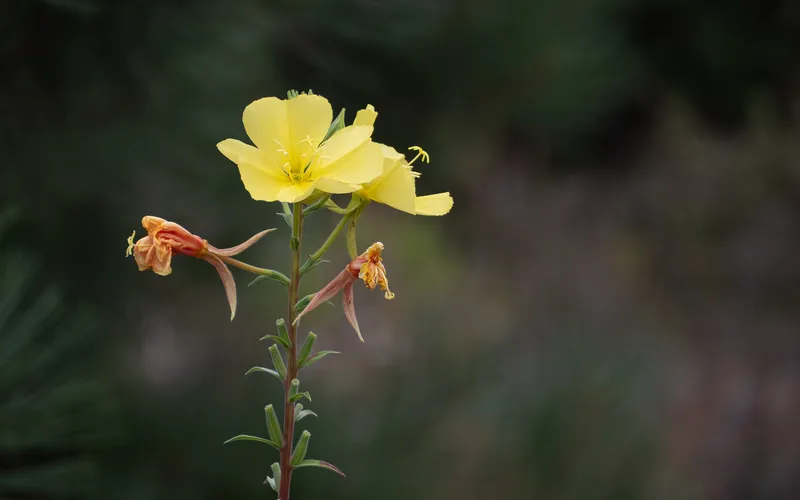 Tall Evening Primrose - Image 2