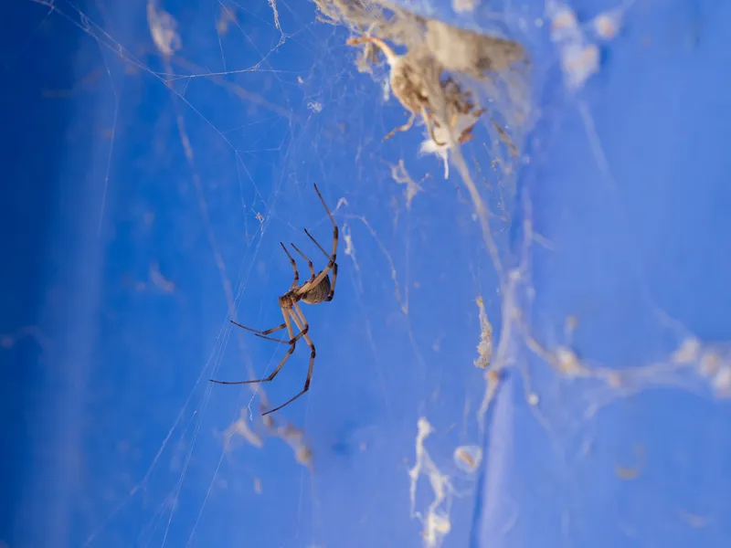 Brown Widow - Image 2