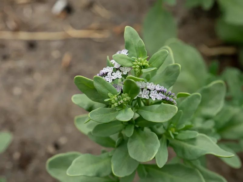 Alkali Heliotrope - Image 2