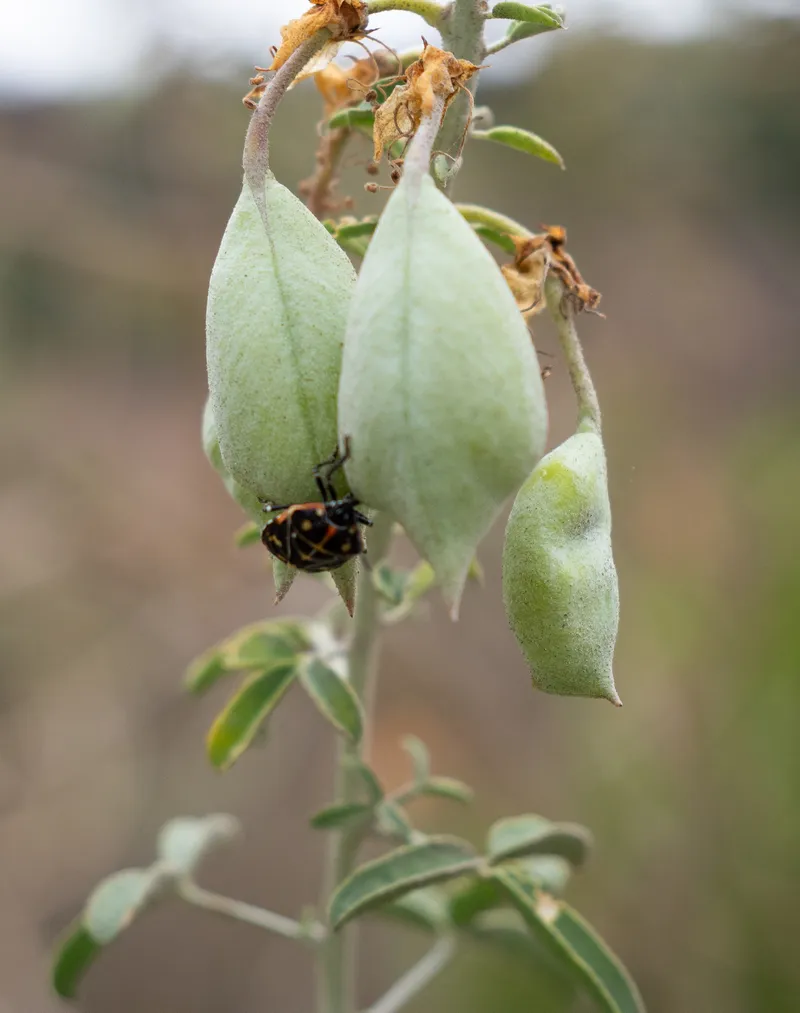 Bladderpod - Image 2