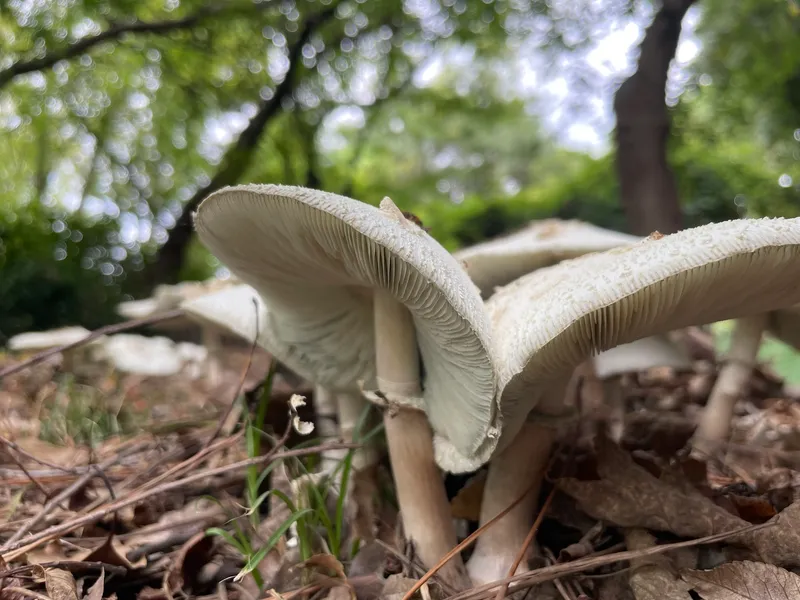 Green Spored Parasol - Image 2