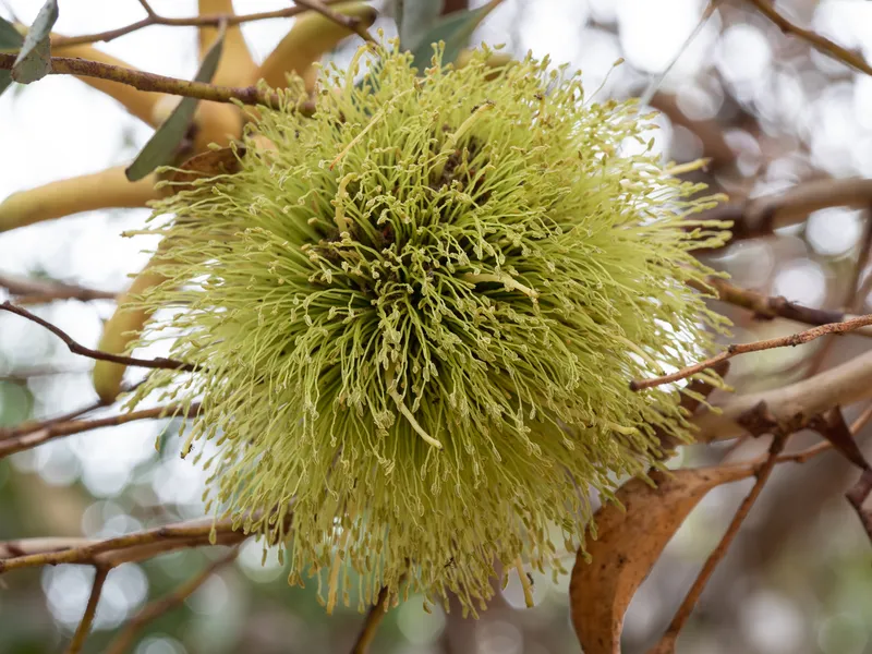 Spider Gum - Image 2