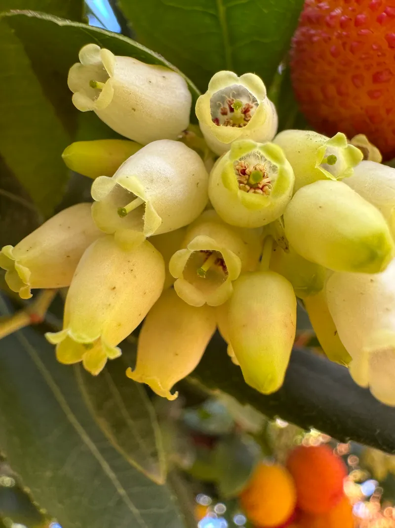 Strawberry Tree - Image 2