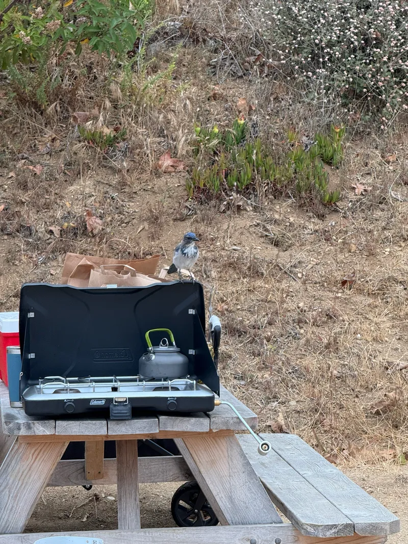 California Scrub Jay - Image 3