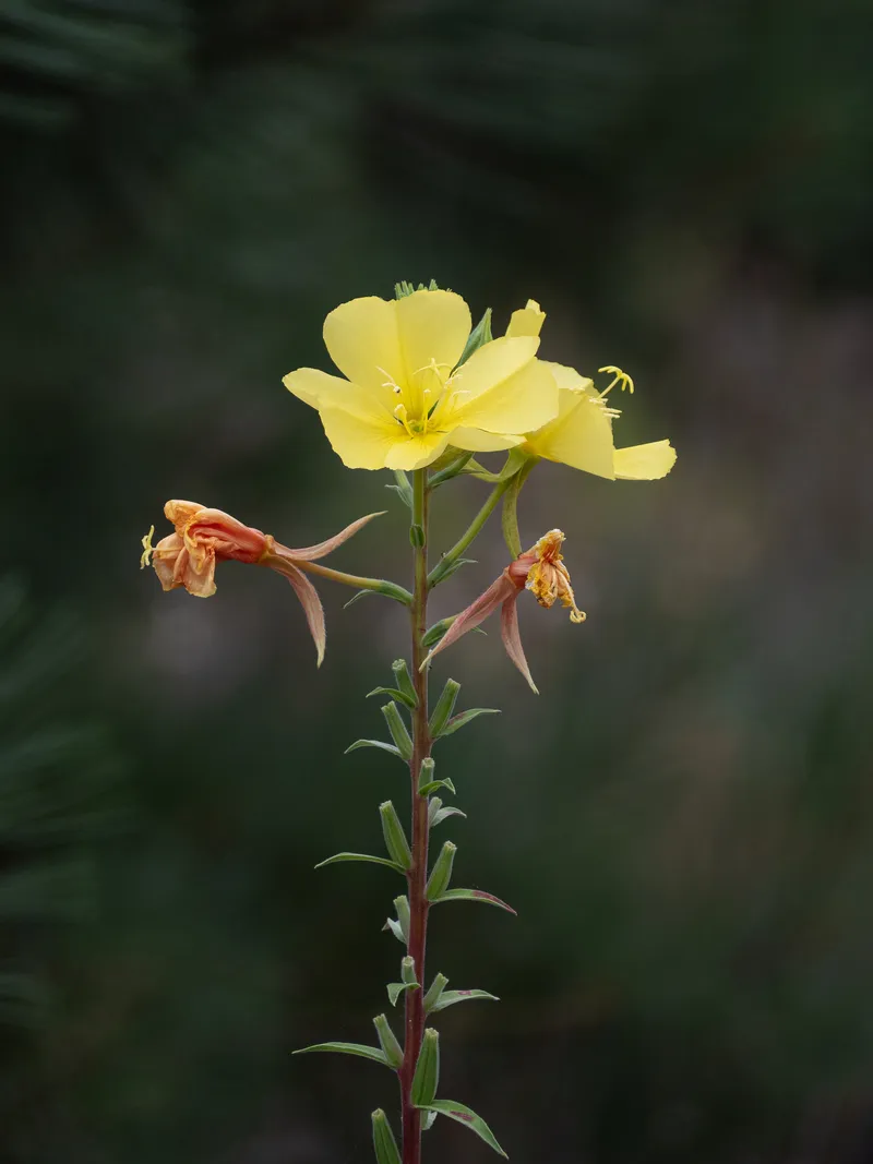 Tall Evening Primrose - Image 3