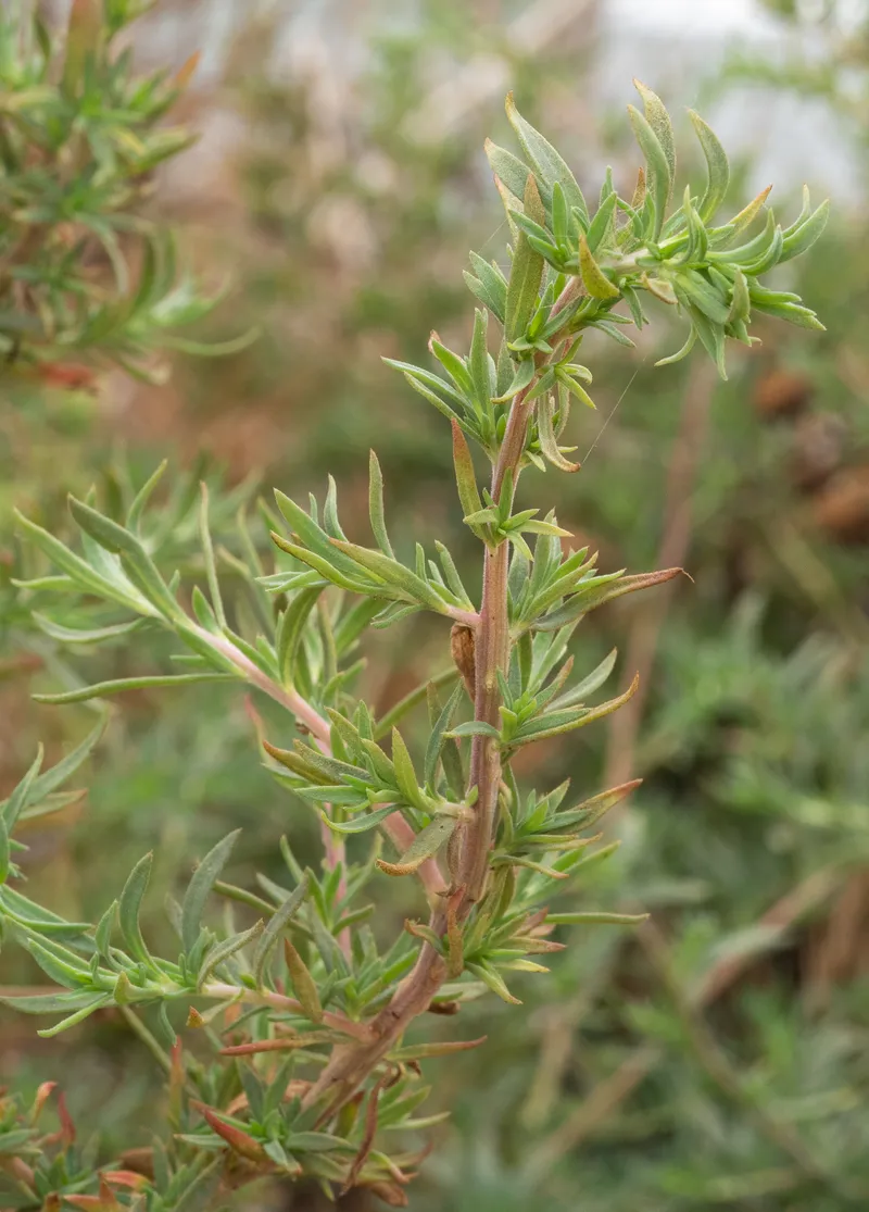 Russian Thistles - Image 3