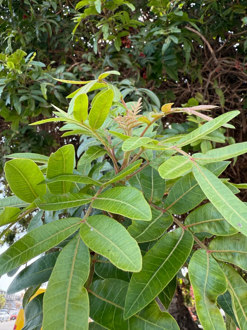 Brazilian Pepper - Image 3